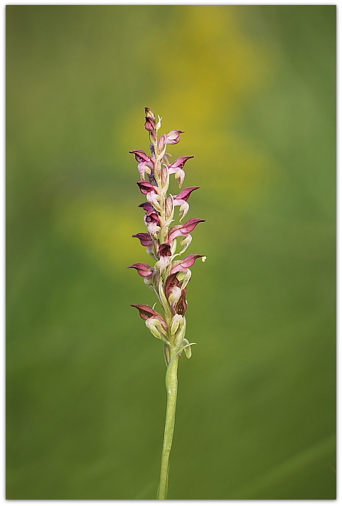 Dalle coriophora alle pyramidalis