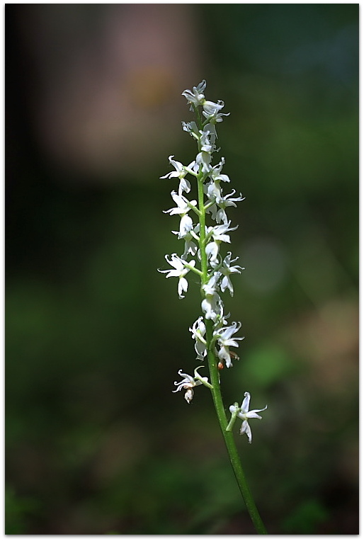 Orchis mascula subsp. speciosa, albina