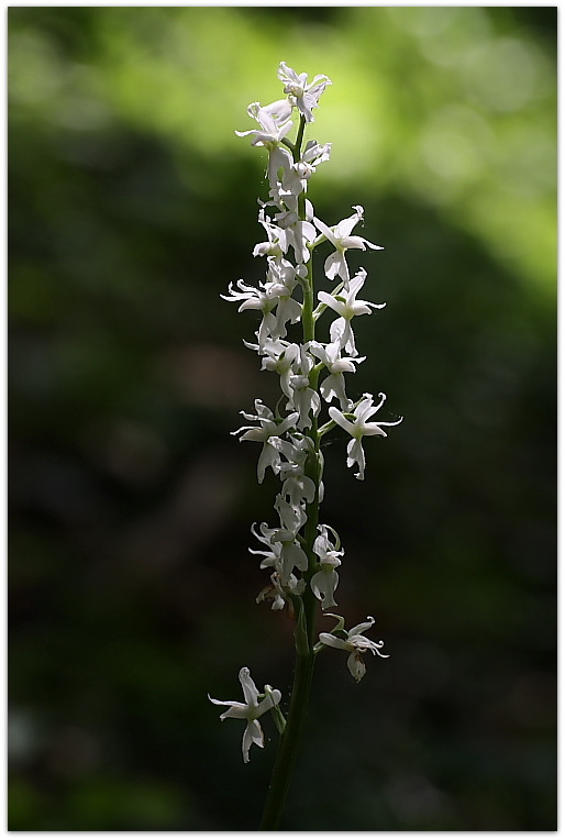 Orchis mascula subsp. speciosa, albina