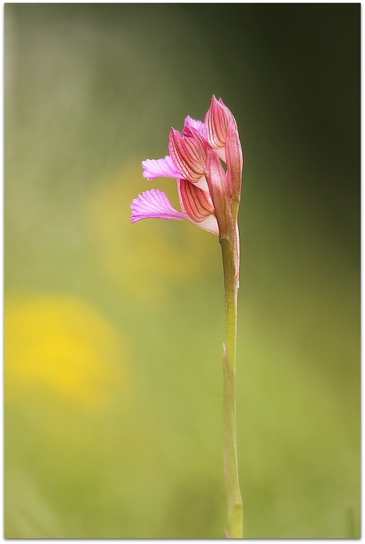 Anacamptis papilionacea