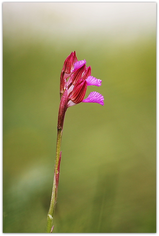 Anacamptis papilionacea