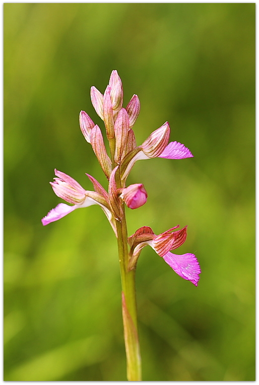 Anacamptis papilionacea