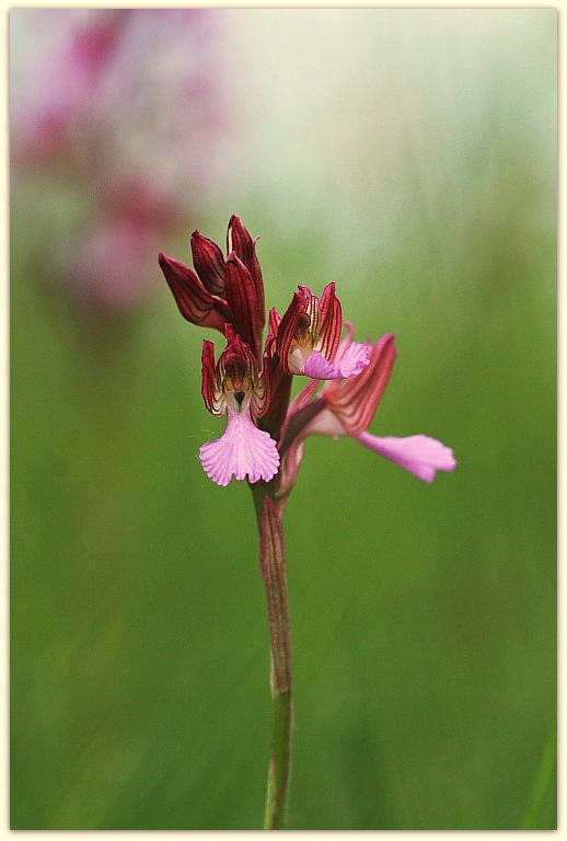 Anacamptis papilionacea