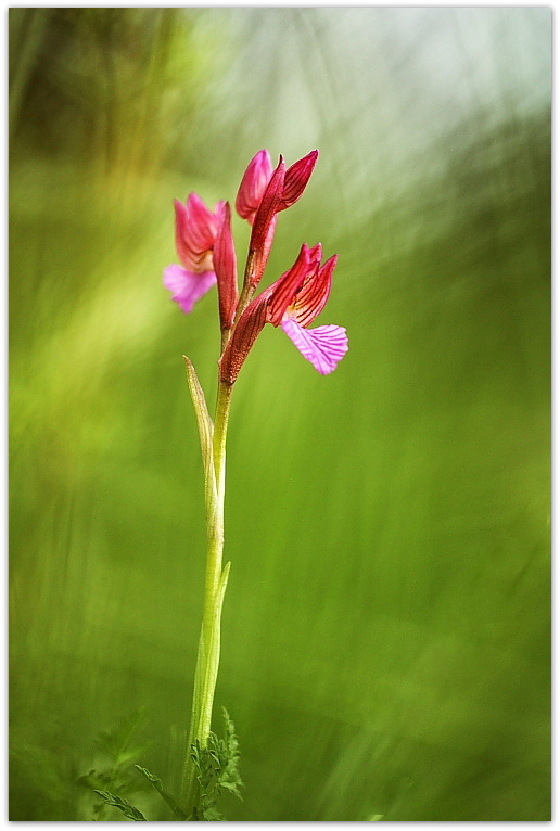 Anacamptis papilionacea