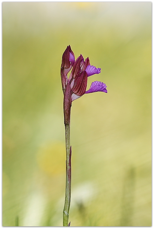 Anacamptis papilionacea