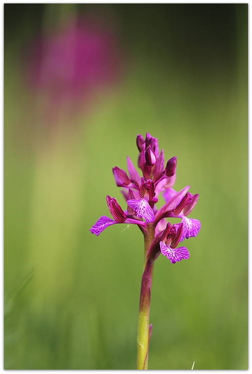 Anacamptis papilionacea