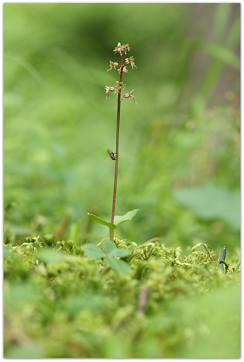 Orchidee montane