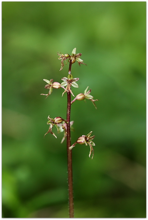 Orchidee montane