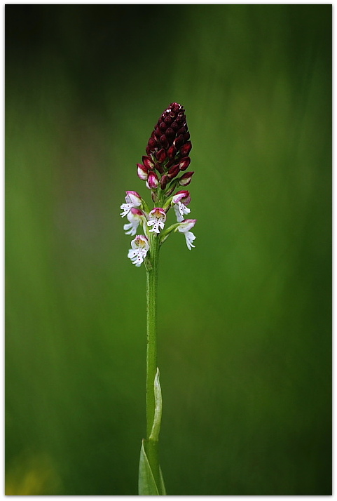 Orchidee montane