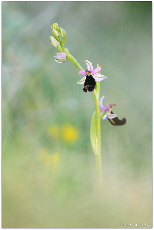 Orchidee da Krk