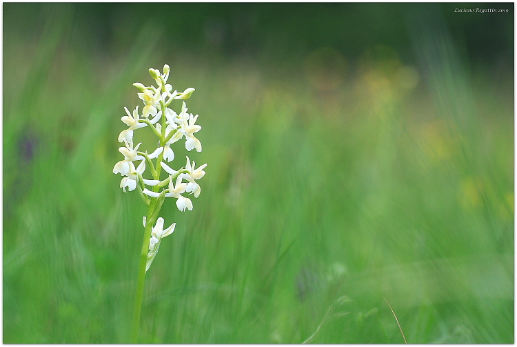 Orchidee da Krk