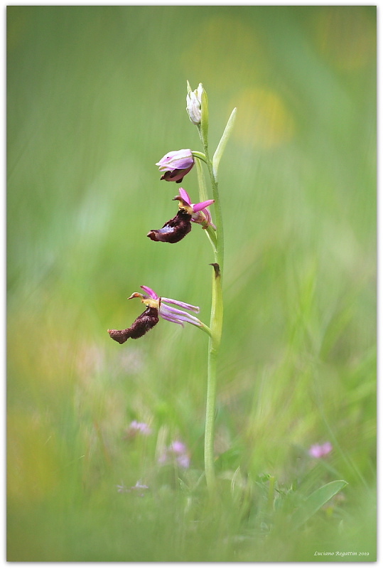 Ophrys benacensis