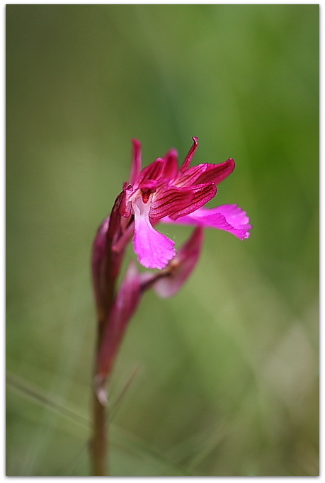 Anacamptis xgennarii a Trieste