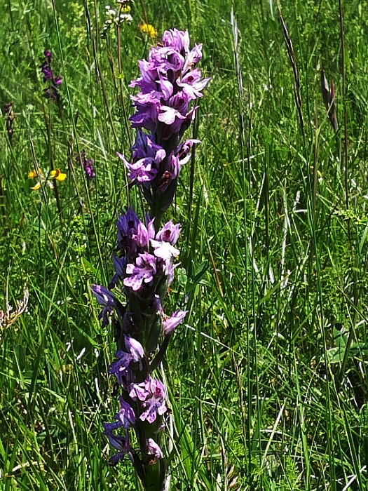 Tridentata con infiorescenza a spiga