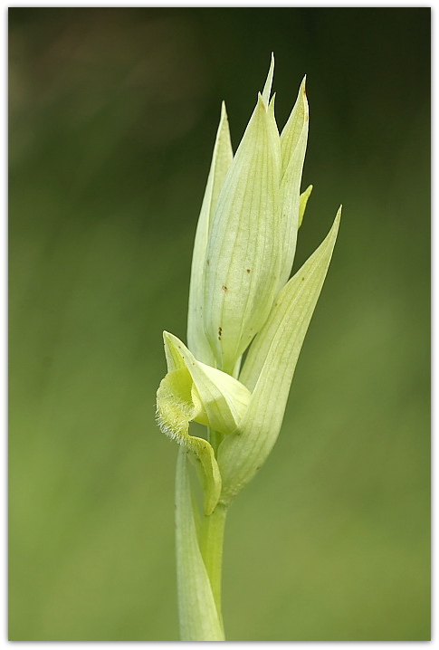 Serapias vomeracea e Ophrys holosericea (forme chlorantha)