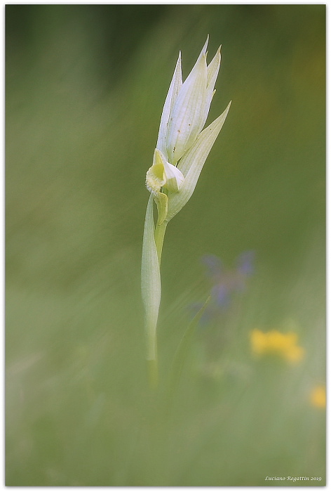 Serapias vomeracea e Ophrys holosericea (forme chlorantha)