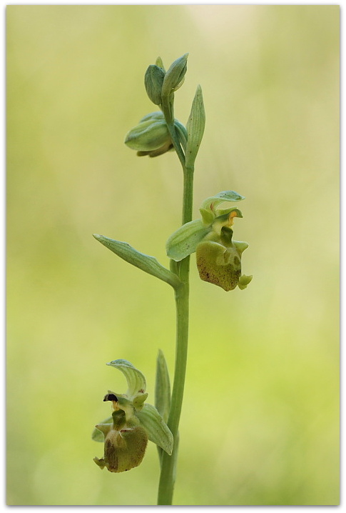 Serapias vomeracea e Ophrys holosericea (forme chlorantha)