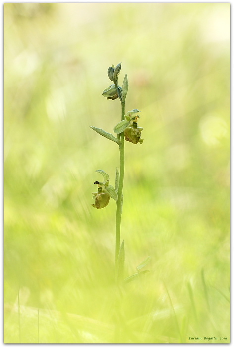 Serapias vomeracea e Ophrys holosericea (forme chlorantha)