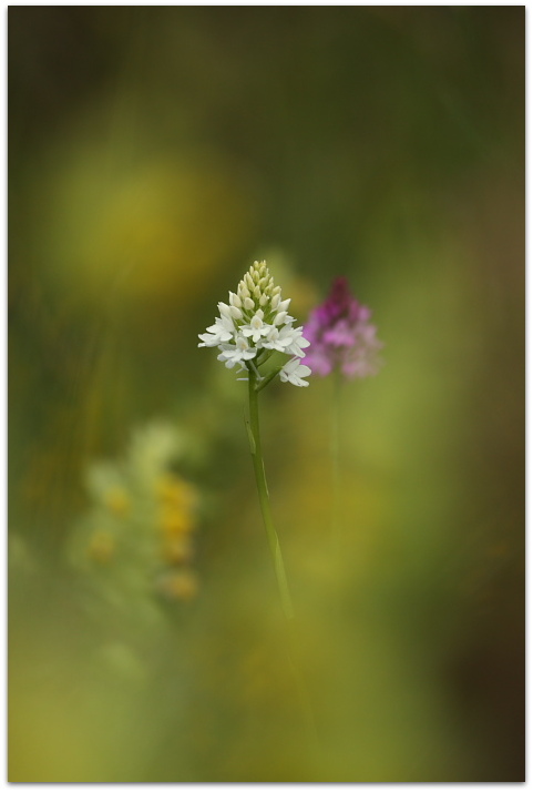 Anacamptis pyramidalis albina