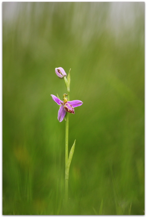 Ophrys apifera var. tilaventina