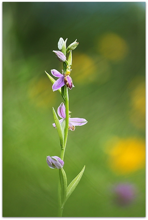 Ophrys apifera var. tilaventina