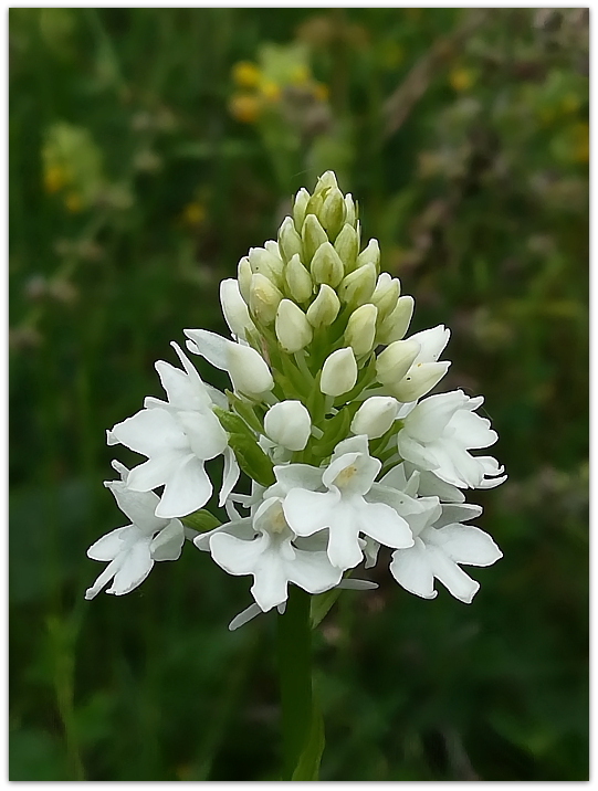 Anacamptis pyramidalis albina