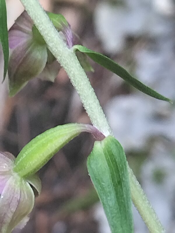 Pedicello Epipactis