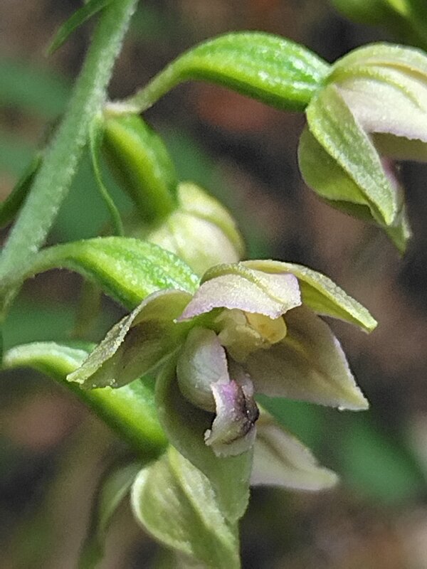 Pedicello Epipactis