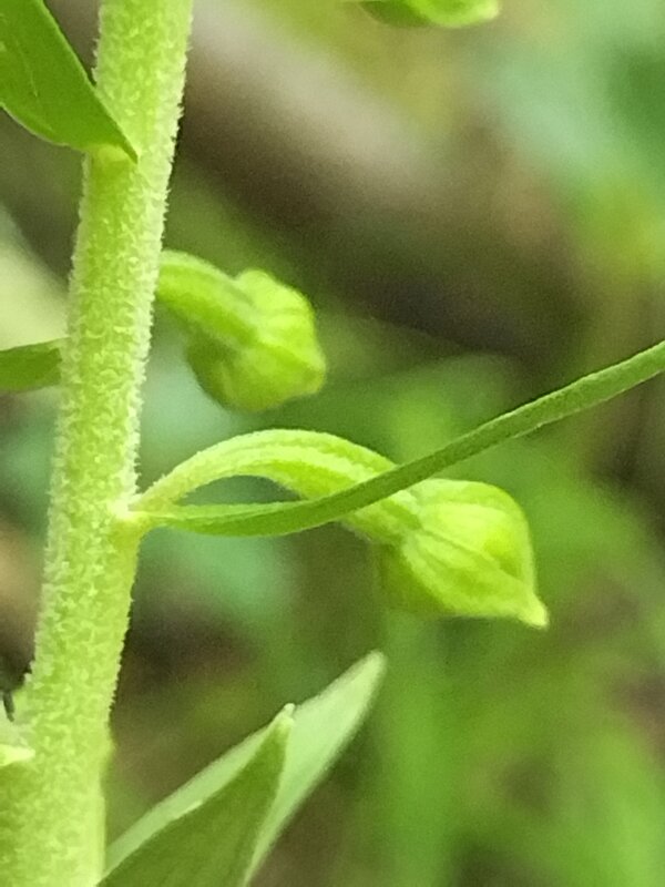 Pedicello Epipactis