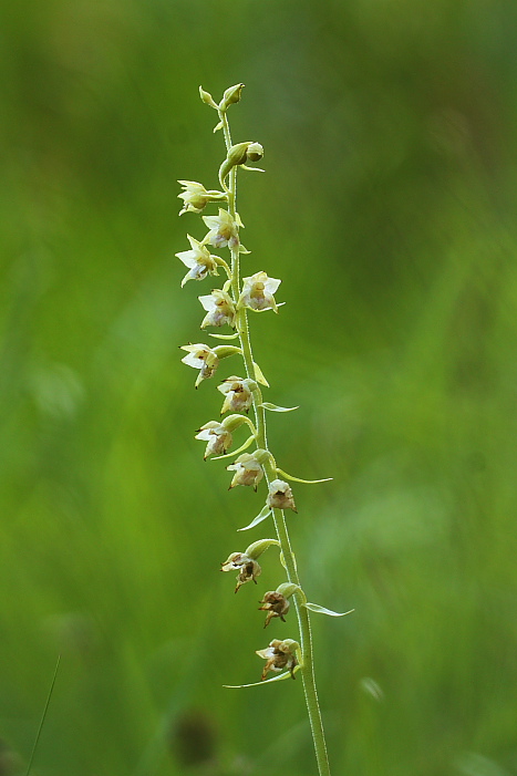 Apocromia di Epipactis atrorubens