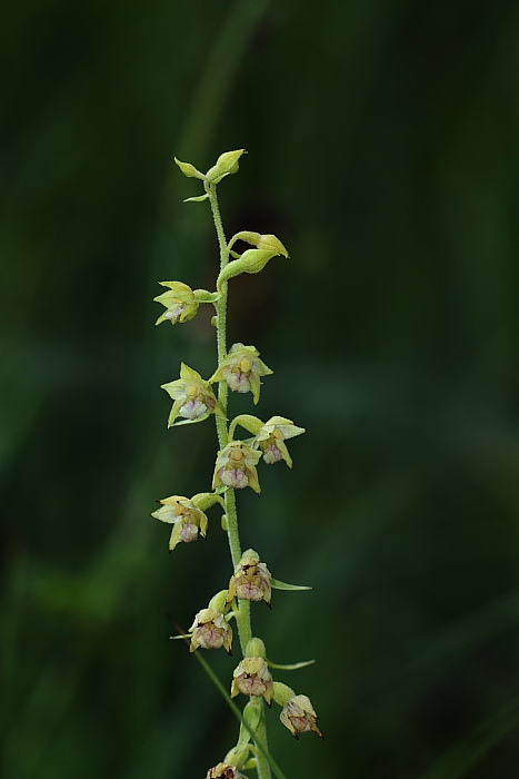 Apocromia di Epipactis atrorubens