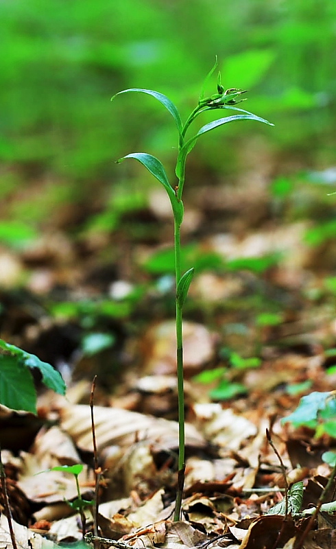 Epipactis exilis (da confermare) in Friuli