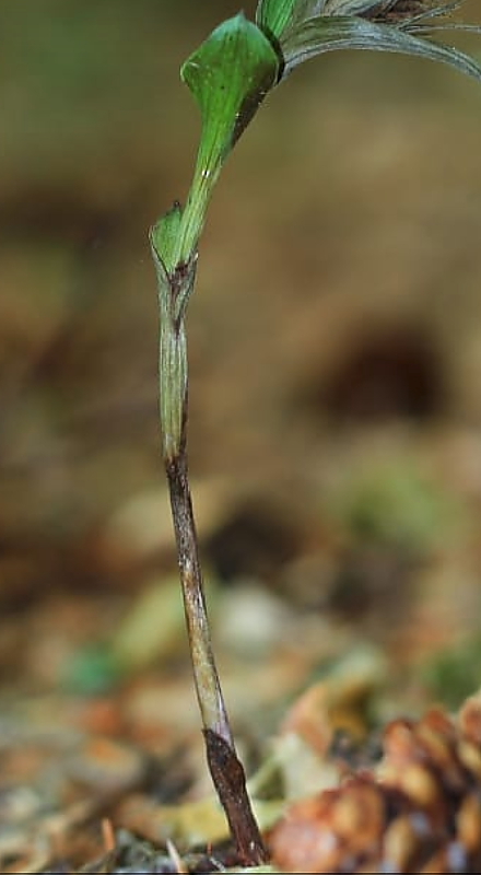 Epipactis exilis (da confermare) in Friuli