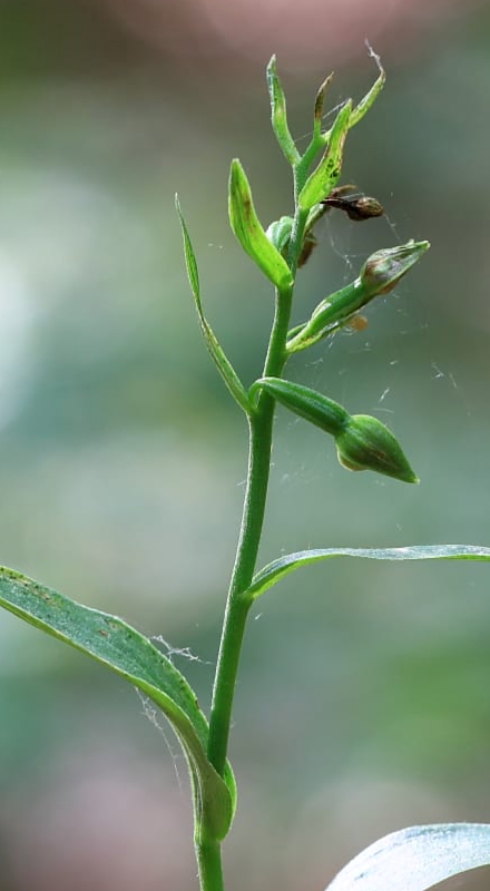 Epipactis exilis (da confermare) in Friuli