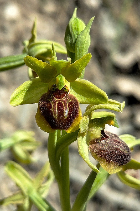 Ophrys sphegodes subsp. araneola (Rchb.) M.Lanz