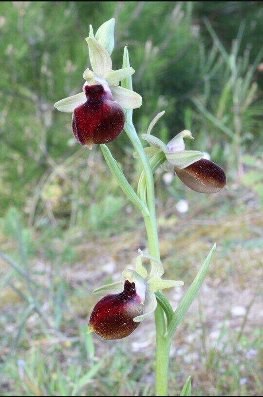 Ophrys da determinare (probabile 1ritrov. italiano)