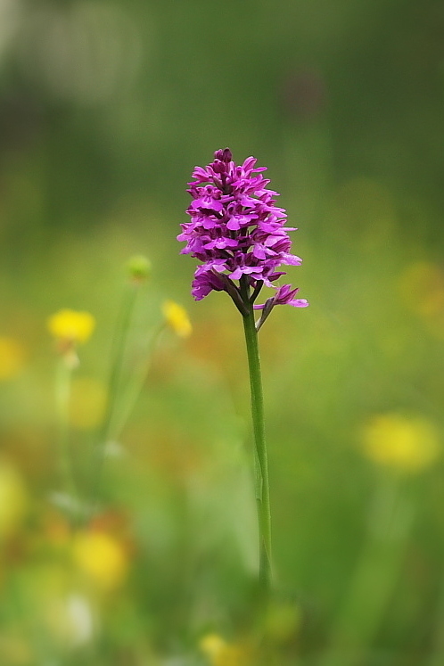 Anacamptis x laniccae