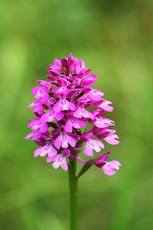 Anacamptis x laniccae