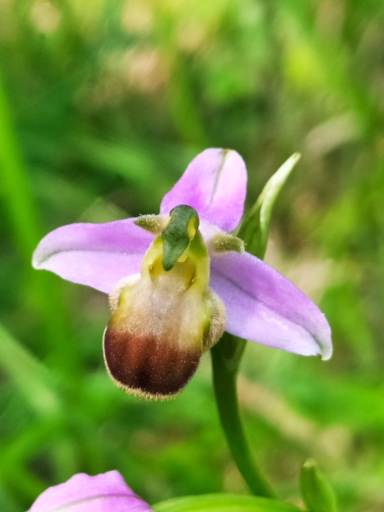 Ophrys apifera var. bicolor