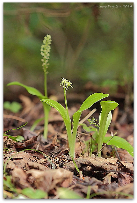 Orchidee mari e monti