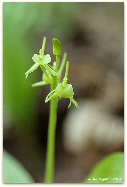 Piccole orchidee dalla Val Pesarina (Friuli)