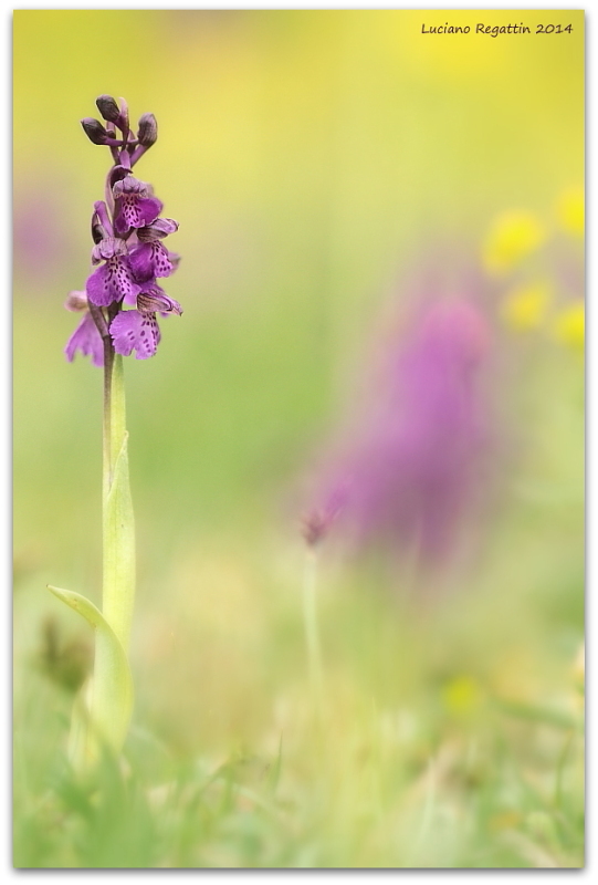 Anacamptis papilionacea e altro