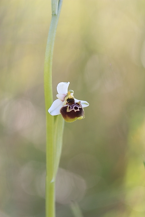 Ophrys tetraloniae / Ofride Tetralonia