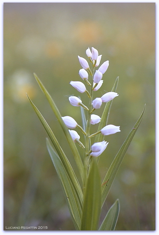 Ibrido Orchis pallens x mascula speciosa e varie