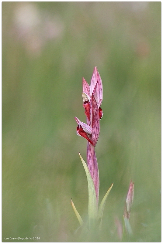 Serapias vomeracea / Serapide maggiore