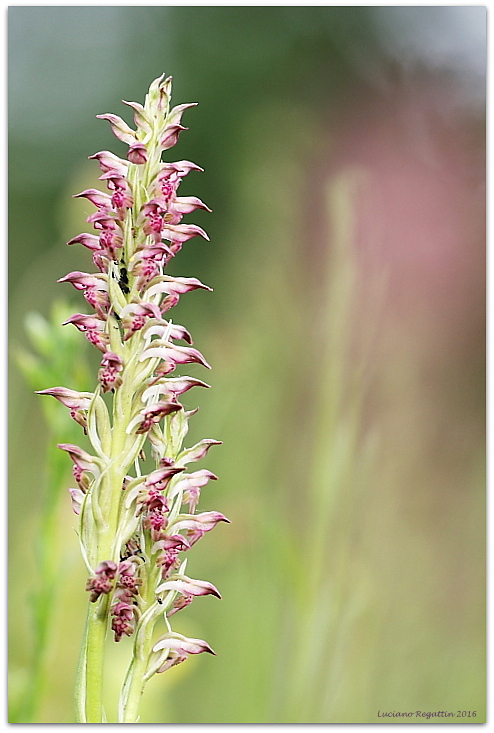 Anacamptis coriophora e ibrido con pyramidalis