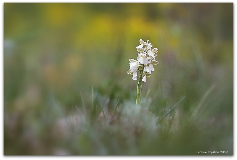 Anacamptis papilionacea e altro