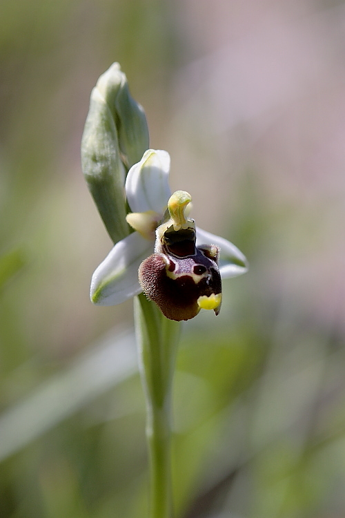 Ophrys tetraloniae / Ofride Tetralonia