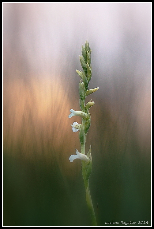 Spiranthes aestivalis / Viticcini estivi