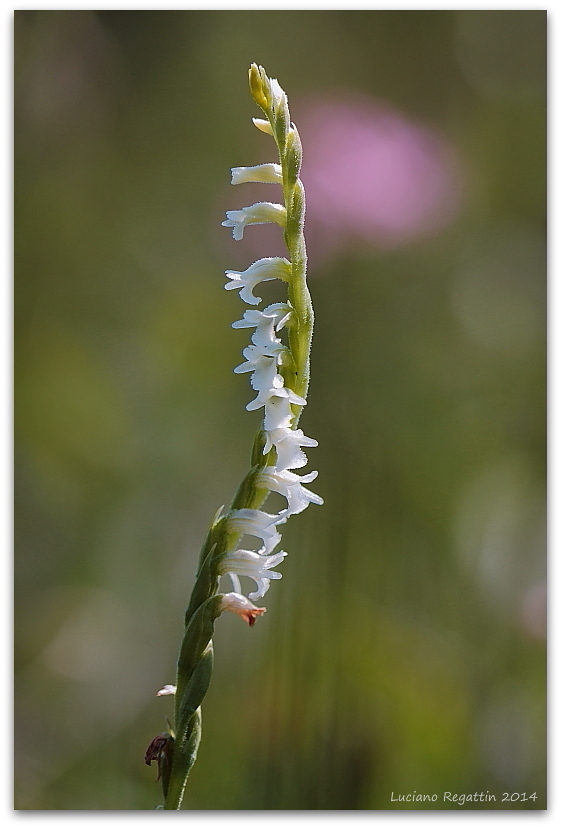 Orchidee mari e monti